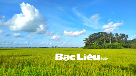 Nhớ đồng lúa quê nhà