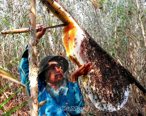 “Hương rừng U Minh” - Hành trình đến Du lịch xanh