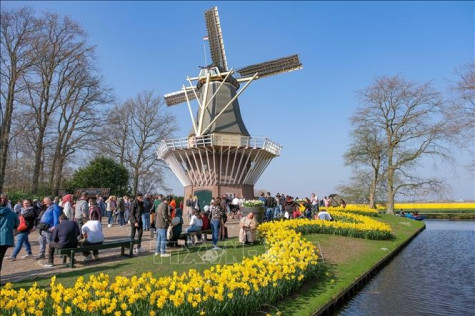 “Thiên đường” hoa tulip Keukenhof mở cửa trở lại