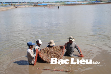 Thực hiện Đề án xây dựng Bạc Liêu trở thành trung tâm ngành công nghiệp tôm cả nước: Nhiều kết quả phấn khởi