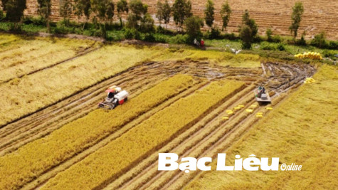 Vụ lúa đông xuân: Niềm vui chưa trọn