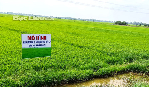 Lợi nhuận tăng lên nhờ áp dụng mô hình canh tác lúa hữu cơ