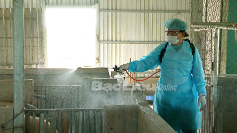 Chủ động phòng, chống dịch bệnh trên đàn gia súc, gia cầm