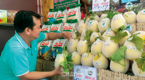 Dưa lưới hữu cơ sẵn sàng lên sàn OCOP