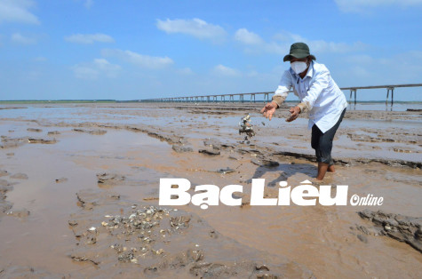 Chủ tịch UBND tỉnh chỉ đạo xử lý dứt điểm vụ nghêu nuôi của HTX Đồng Tiến bị thiệt hại