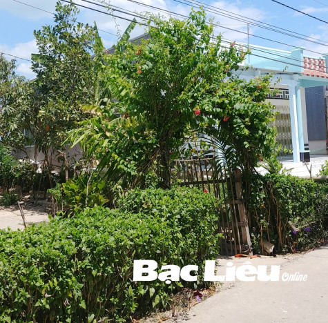 Hàng rào dâm bụt