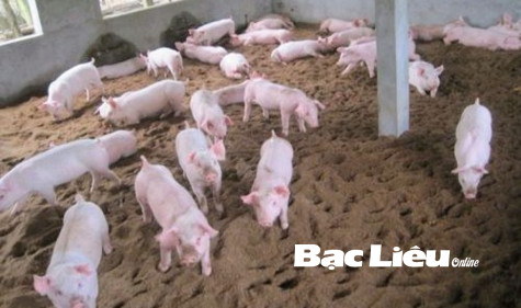 Cách làm đệm lót sinh học chăn nuôi heo