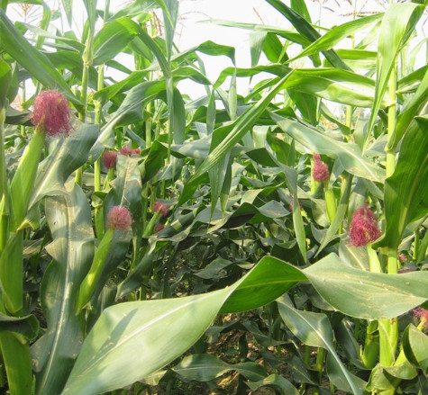 Mô hình trồng bắp nếp cho​ thu nhập cao