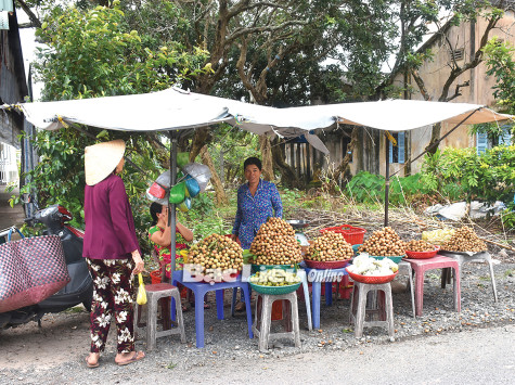 TP. Bạc Liêu: Phát triển và nâng cao giá trị cây thanh nhãn