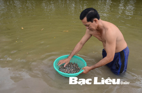Thu nhập ổn định từ mô hình nuôi sò huyết