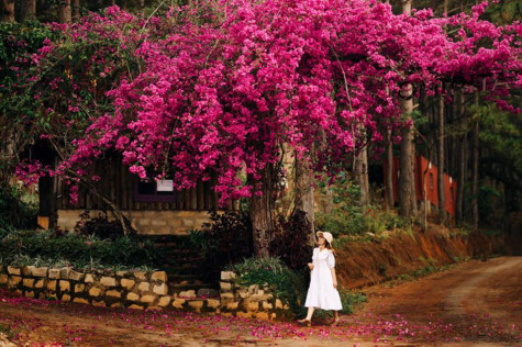 Dưới giàn hoa giấy thân thương