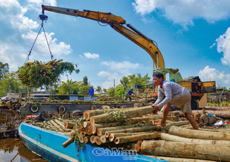 Xử lý nghiêm những vi phạm đất lâm nghiệp