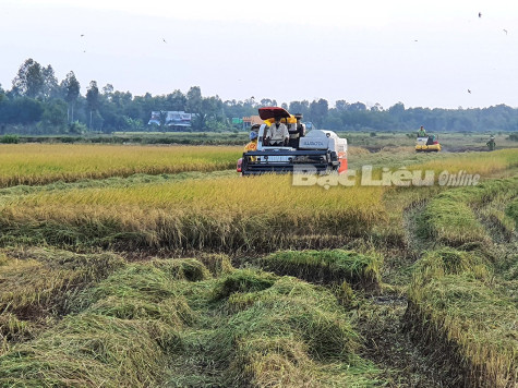 Gần 8.600ha lúa ST24, ST25 được bao tiêu đầu ra