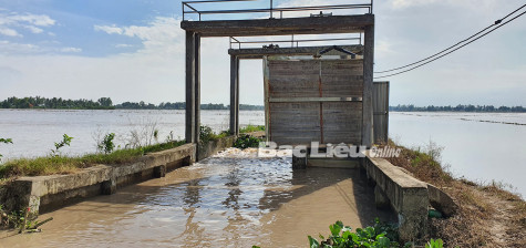 Vận hành các cống, trạm bơm để tiêu úng cho lúa, hoa màu
