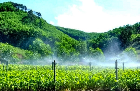 Phát triển lâm nghiệp trở thành ngành kinh tế - kỹ thuật hiện đại