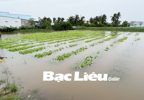 Chủ động ứng phó với thời tiết bất lợi