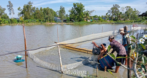 Tân Thành phát triển diện tích nuôi cá kèo