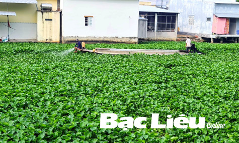 Lục bình dày đặc gây cản trở lưu thông