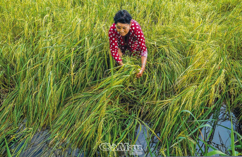 Biển Tây sau thiên tai