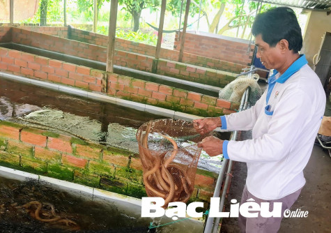 Anh Lê Văn Cường: Phát triển kinh tế gia đình từ mô hình ruộng - vườn - ao - chuồng