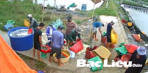 Cảnh giác với chiêu trò trộm cắp khi mua bán tôm
