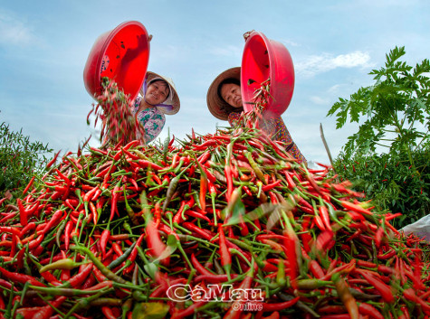 Nón lá trong đời sống