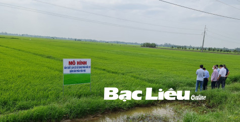 Nông nghiệp Bạc Liêu: Canh tác thông minh để giảm chi phí đầu vào