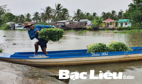 Rau màu tăng giá, nông dân phấn khởi