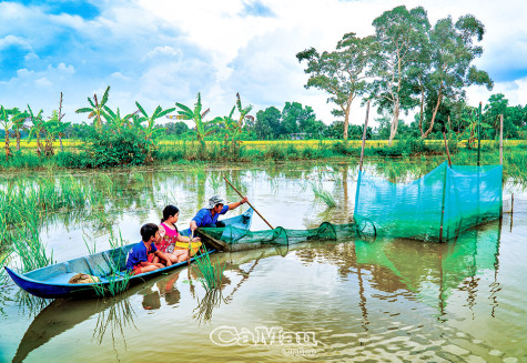 Đặt dớn ở rừng U Minh