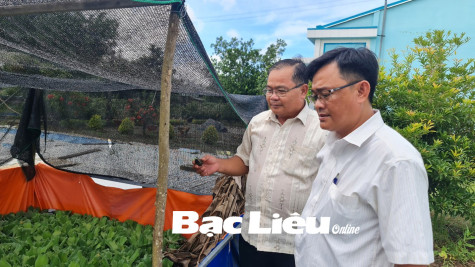 Tăng thu nhập từ mô hình nuôi ốc bươu đen