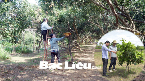 Nhạt nhòa mùa nhãn