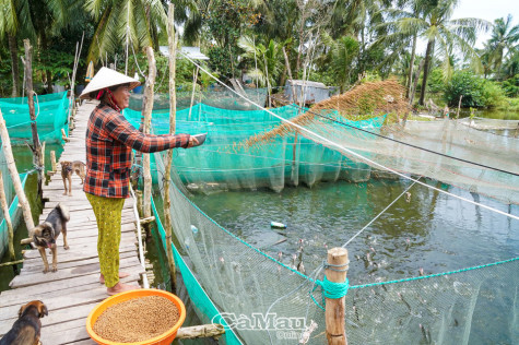 Nuôi cá trong dèo lưới thu lãi cao