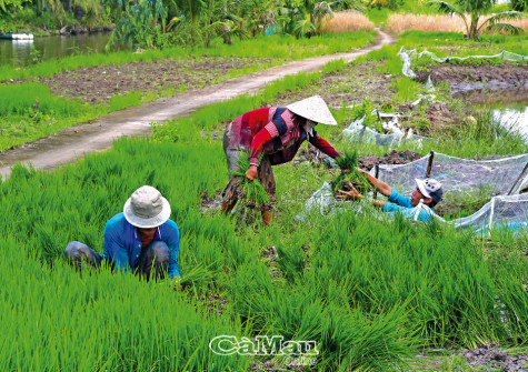 Vào vụ lúa trên đất nuôi tôm