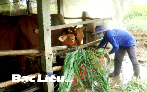 Anh Phan Văn Phương: Thành công với mô hình nuôi bò sinh sản