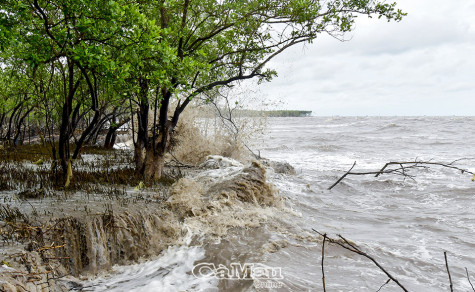 Gần 80% chiều dài bờ biển Đông Cà Mau bị sạt lở