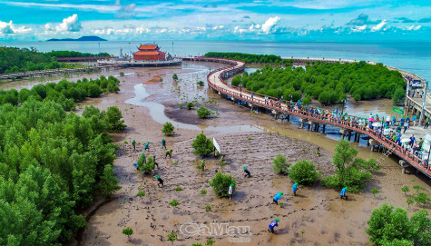 Màu xanh trên đất phù sa