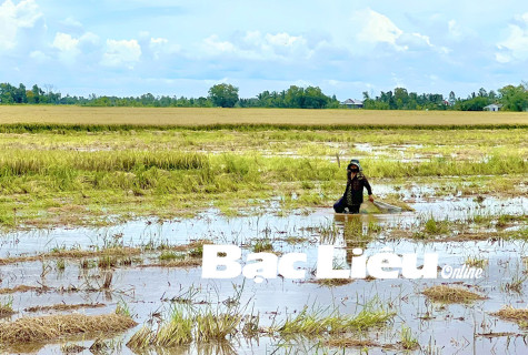 Chắt chiu từng hạt lúa