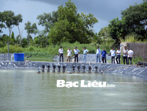 Bạc Liêu học tập mô hình nuôi tôm công nghệ cao tại 2 tỉnh Cà Mau và Kiên Giang