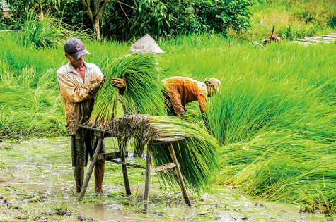 Vào mùa cấy