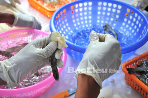 Bạc Liêu: Tăng cường công tác đấu tranh và xử lý các hành vi vi phạm pháp luật trong lĩnh vực tôm tạp chất