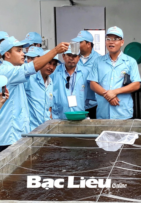 Bạc Liêu cung ứng ra thị trường từ 32 - 34 tỷ tôm post mỗi năm