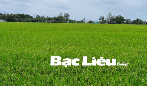 Chiều đồng quê…