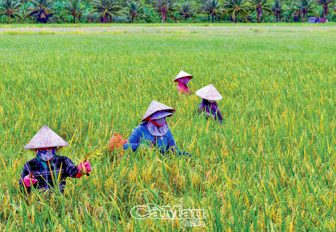 Trại giống Khánh Lâm mùa thu hoạch