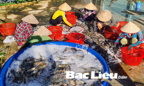 HTX Nông nghiệp Ba Đình: Trúng đậm vụ tôm càng xanh trên đất lúa