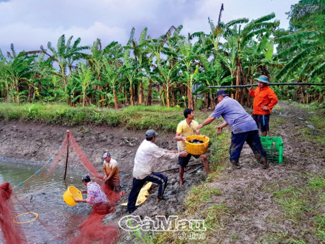 Thăng trầm cá bổi U Minh