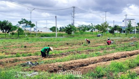 Đất khu đô thị mới trồng dưa hấu