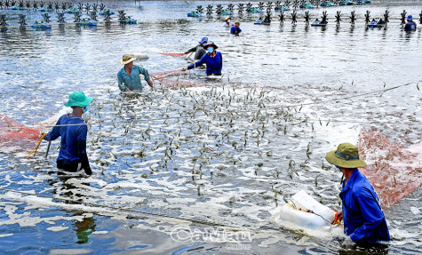 Cùng làm giàu trên đất quê hương