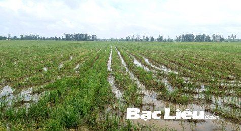 Vụ lúa thu đông: Hàng ngàn héc-ta không đưa vào sản xuất, vì sao?