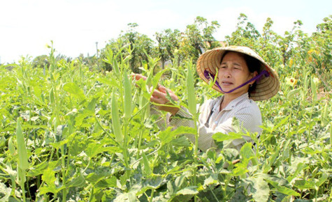 Vườn đậu bắp của mẹ