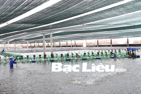 TP. Bạc Liêu:​ Phát huy thế mạnh nuôi trồng thủy sản
